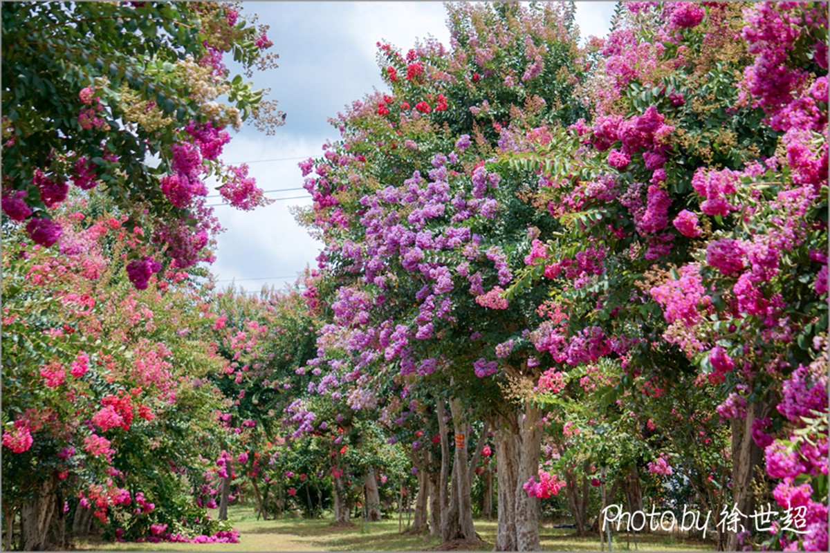 門票100元超好拍！夢幻紫薇花園６月起開放，超過700棵百日紅大爆發