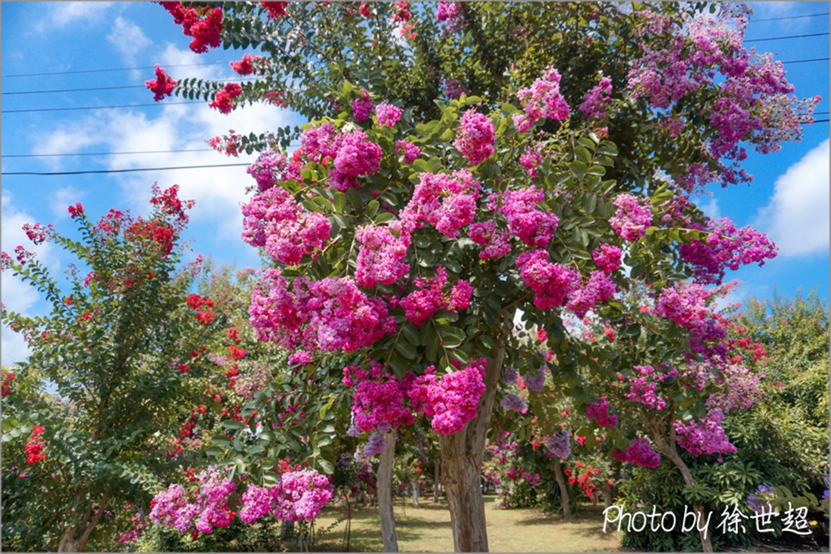 門票100元超好拍！夢幻紫薇花園６月起開放，超過700棵百日紅大爆發