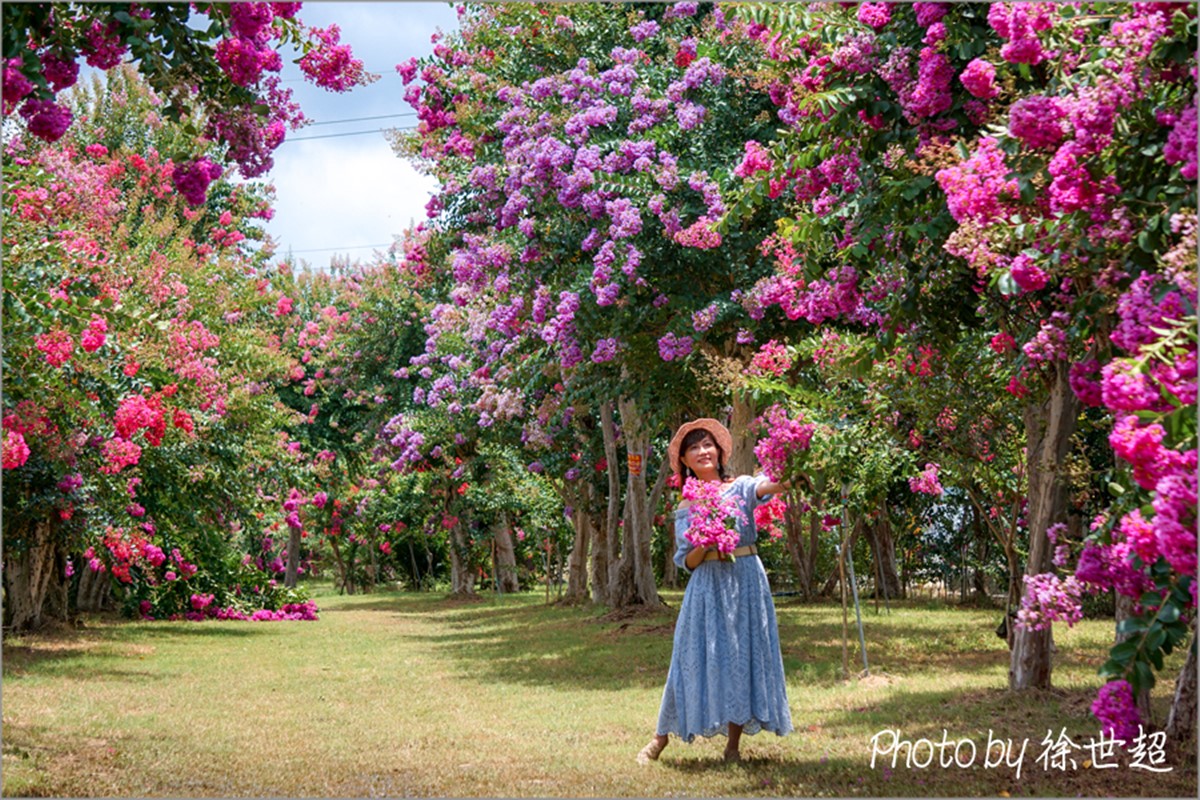 門票100元超好拍！夢幻紫薇花園６月起開放，超過700棵百日紅大爆發