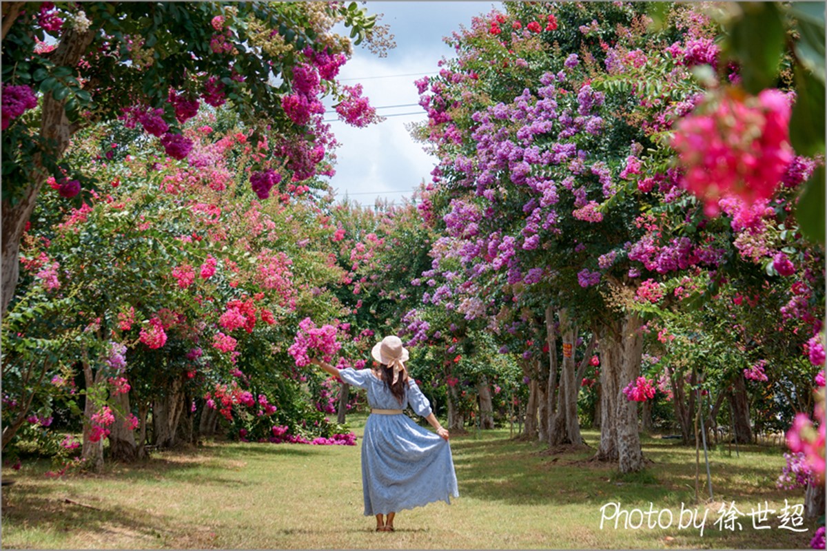 門票100元超好拍！夢幻紫薇花園６月起開放，超過700棵百日紅大爆發