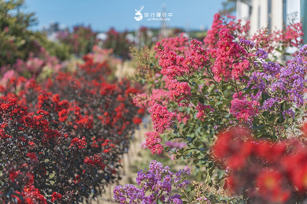 門票100元超好拍！夢幻紫薇花園６月起開放，超過700棵百日紅大爆發