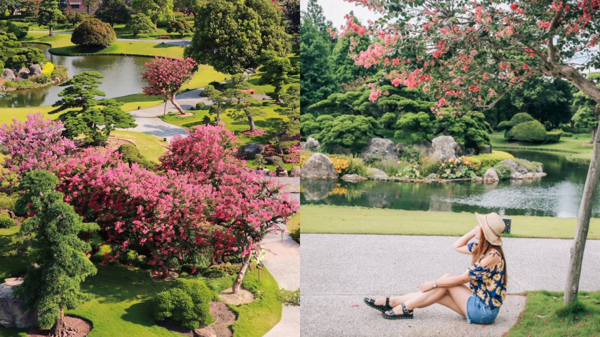 中部最美「百日紅花園」在這!夢幻粉紅祕境超好拍,門票買一送一、兒童免費