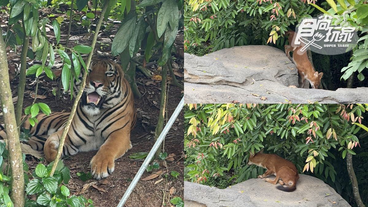 亞洲首座「雨林野生探險園」開幕!5大亮點攻略搶看:36種珍稀動物、洞穴探險 亞洲首座「雨林野生探險園」開幕!5大亮點攻略搶看:36種珍稀動物、洞穴探險