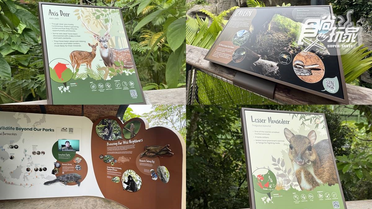 亞洲首座「雨林野生探險園」開幕!5大亮點攻略搶看:36種珍稀動物、洞穴探險 亞洲首座「雨林野生探險園」開幕!5大亮點攻略搶看:36種珍稀動物、洞穴探險