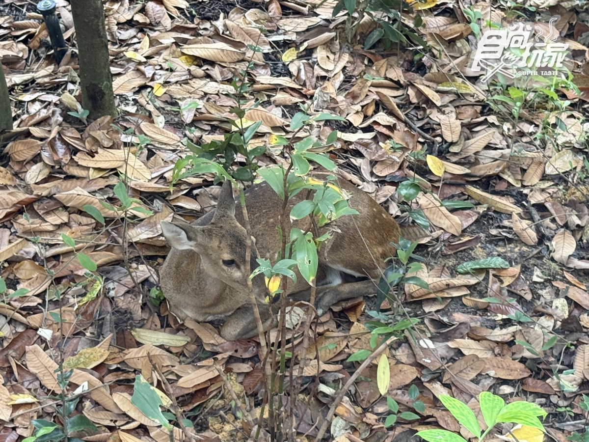 亞洲首座「雨林野生探險園」開幕!5大亮點攻略搶看:36種珍稀動物、洞穴探險 亞洲首座「雨林野生探險園」開幕!5大亮點攻略搶看:36種珍稀動物、洞穴探險