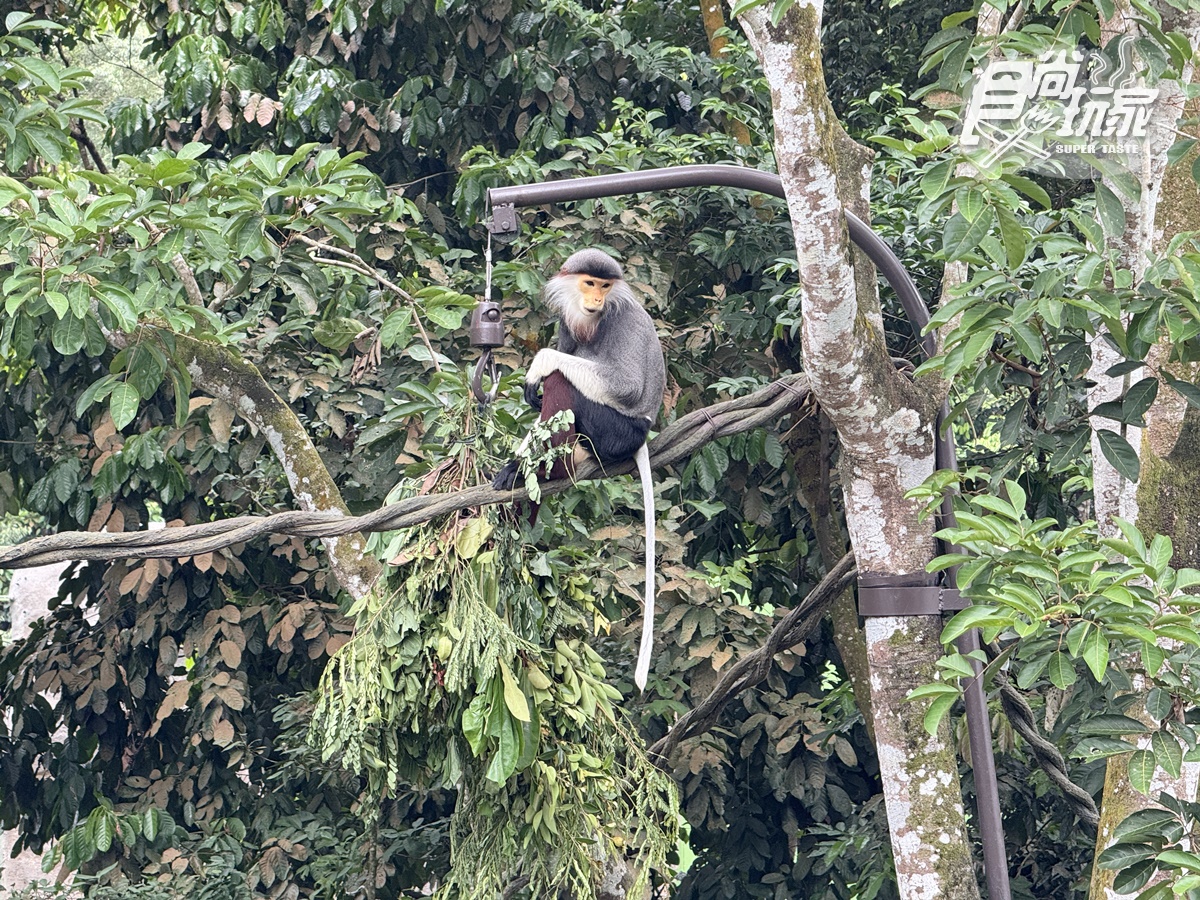 亞洲首座「雨林野生探險園」開幕!5大亮點攻略搶看:36種珍稀動物、洞穴探險 亞洲首座「雨林野生探險園」開幕!5大亮點攻略搶看:36種珍稀動物、洞穴探險