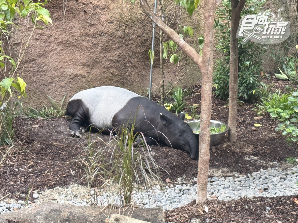 亞洲首座「雨林野生探險園」開幕!5大亮點攻略搶看:36種珍稀動物、洞穴探險 亞洲首座「雨林野生探險園」開幕!5大亮點攻略搶看:36種珍稀動物、洞穴探險