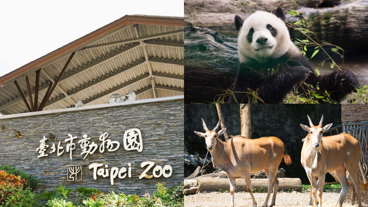 木柵動物園暑假限定「星光票」登場！參觀時間延長到９點，可和動物一起野餐