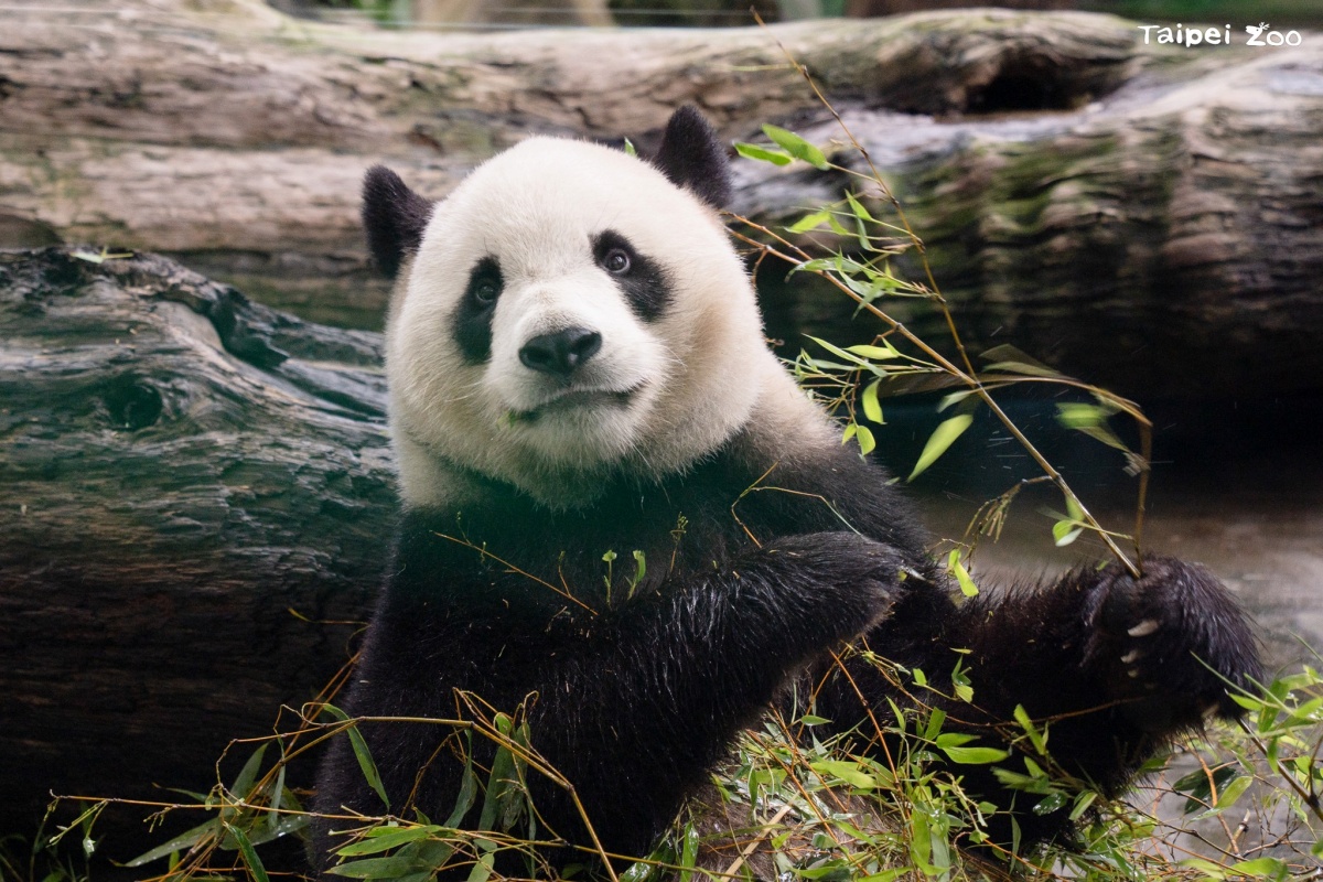 木柵動物園暑假限定「星光票」登場!參觀時間延長到9點,可和動物一起野餐 木柵動物園暑假限定「星光票」登場!參觀時間延長到9點,可和動物一起野餐