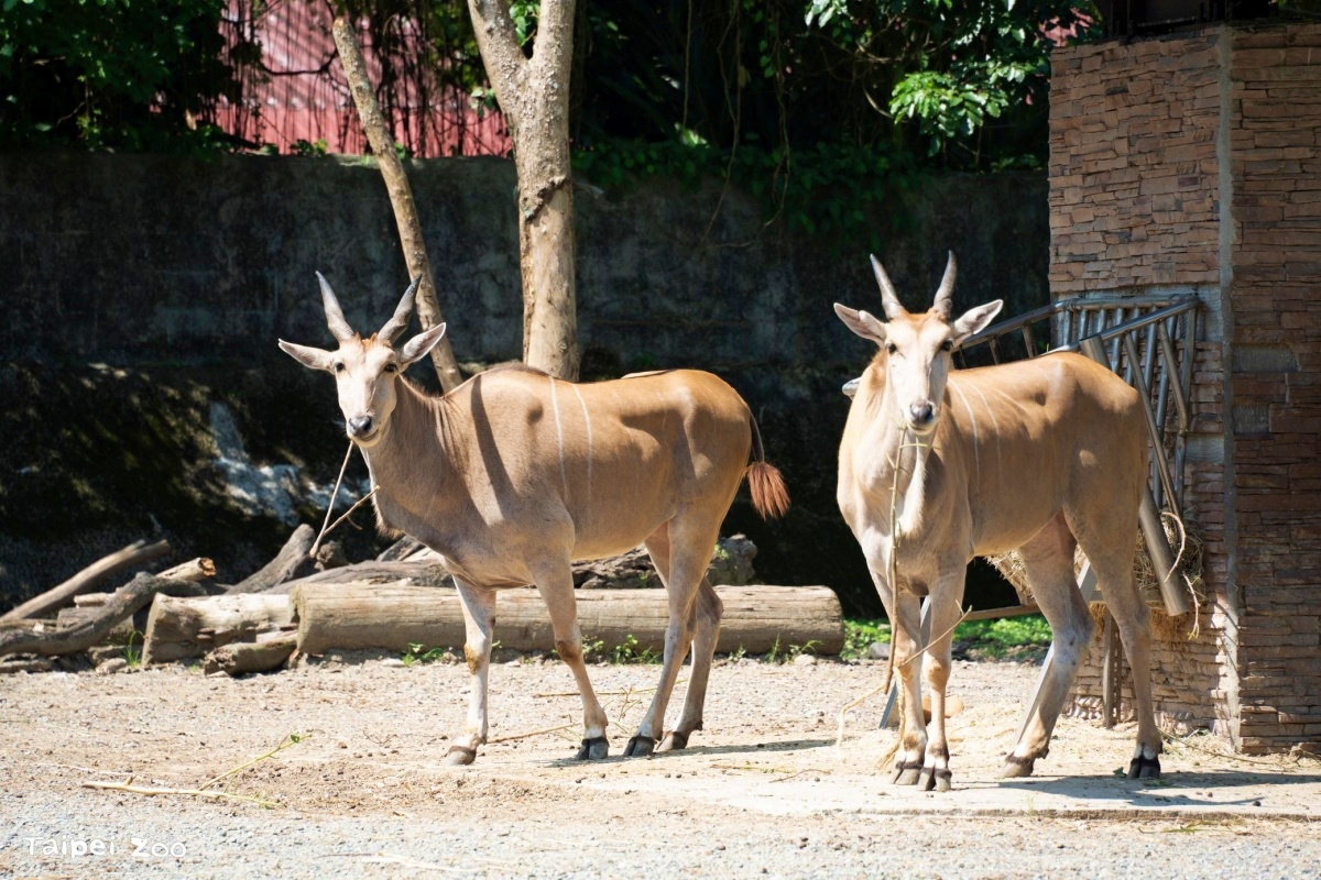 木柵動物園暑假限定「星光票」登場!參觀時間延長到9點,可和動物一起野餐 木柵動物園暑假限定「星光票」登場!參觀時間延長到9點,可和動物一起野餐