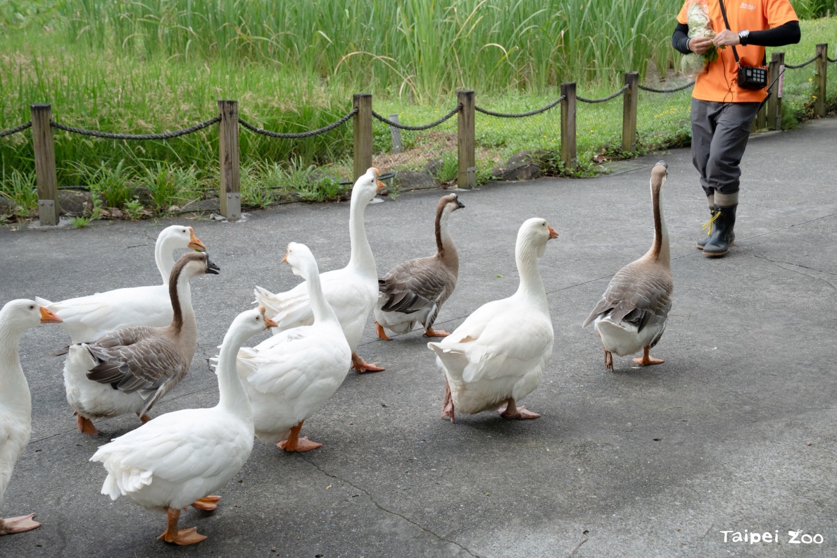 木柵動物園暑假限定「星光票」登場！參觀時間延長到９點，可和動物一起野餐