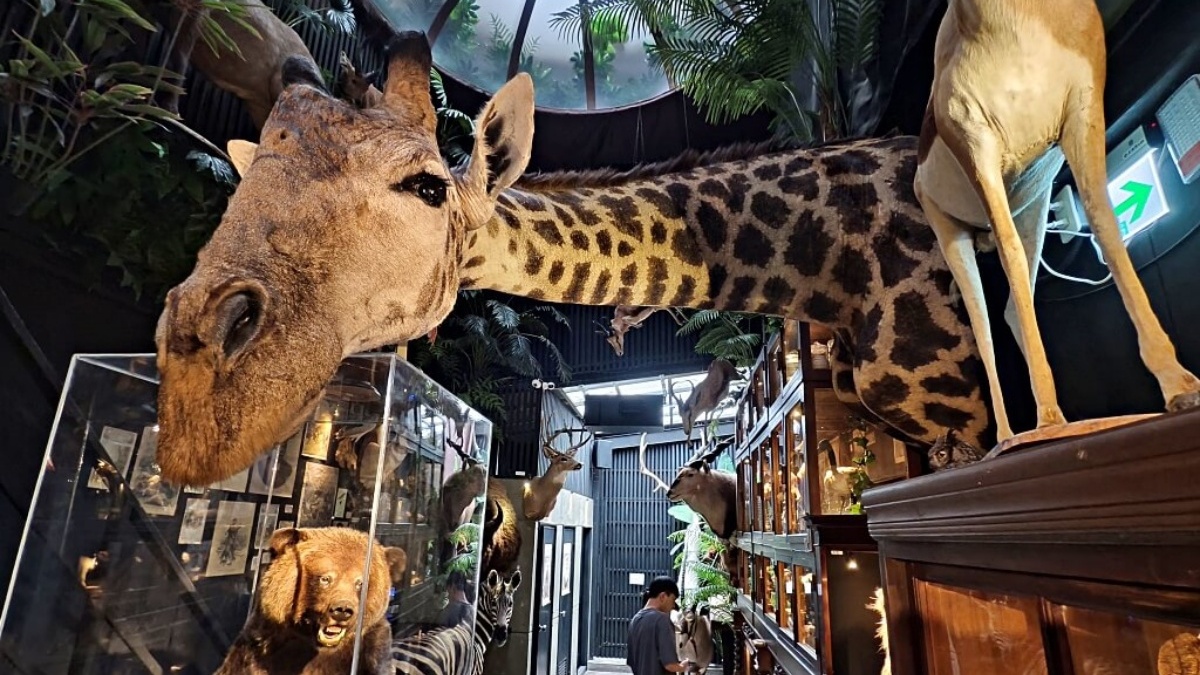 館內收藏了高達上百種的生物標本，從小昆蟲到大型動物都有。（圖片來源：Darren蘋果樹旅遊玩樂誌）