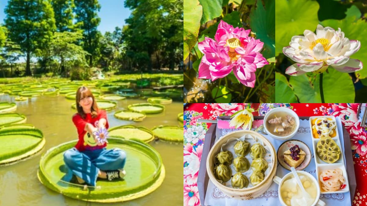 錯過等明年！桃園夏季限定「大王蓮」花季開跑，拍美照100公斤以下都能坐