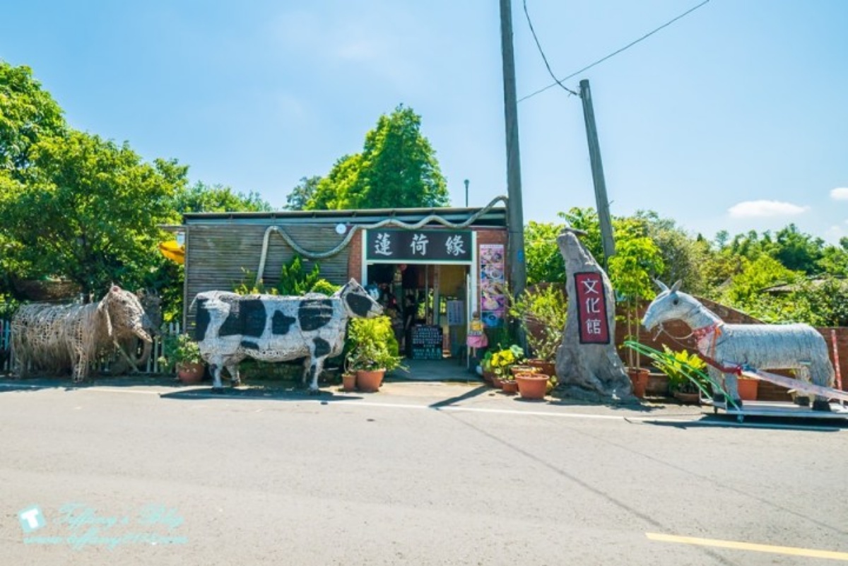 錯過等明年!桃園夏季限定「大王蓮」花季開跑,拍美照100公斤以下都能坐 錯過等明年!桃園夏季限定「大王蓮」花季開跑,拍美照100公斤以下都能坐