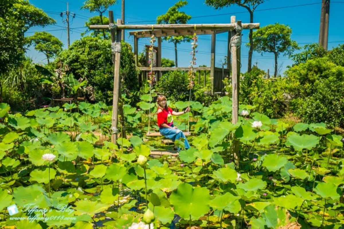 錯過等明年!桃園夏季限定「大王蓮」花季開跑,拍美照100公斤以下都能坐 錯過等明年!桃園夏季限定「大王蓮」花季開跑,拍美照100公斤以下都能坐