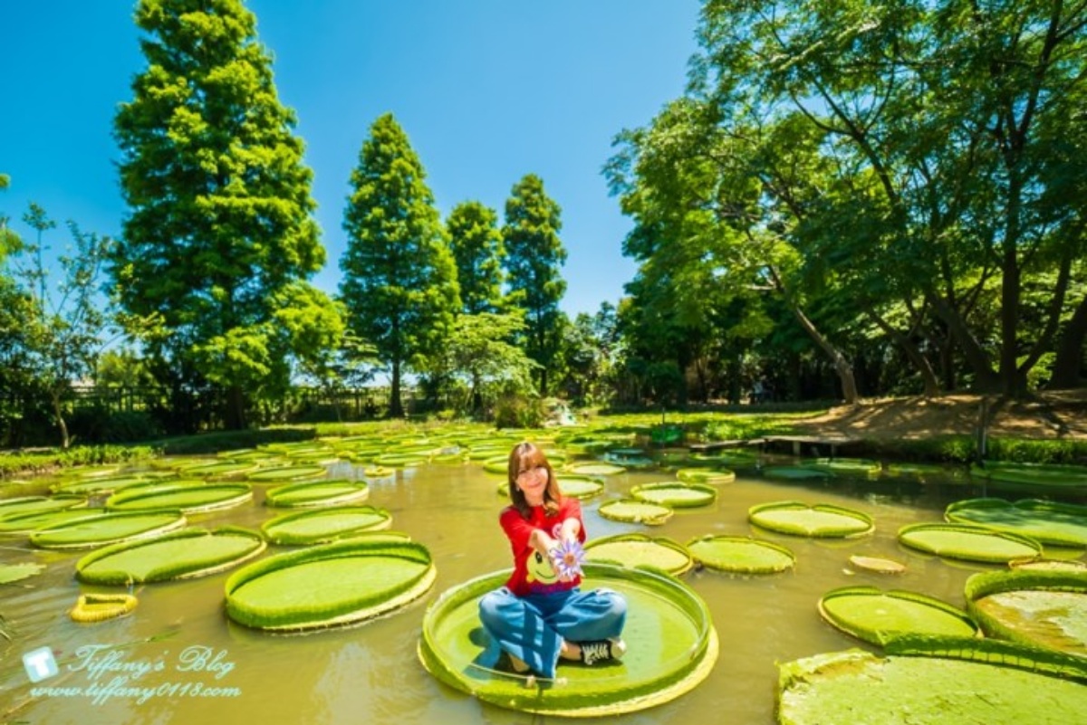 錯過等明年!桃園夏季限定「大王蓮」花季開跑,拍美照100公斤以下都能坐 錯過等明年!桃園夏季限定「大王蓮」花季開跑,拍美照100公斤以下都能坐