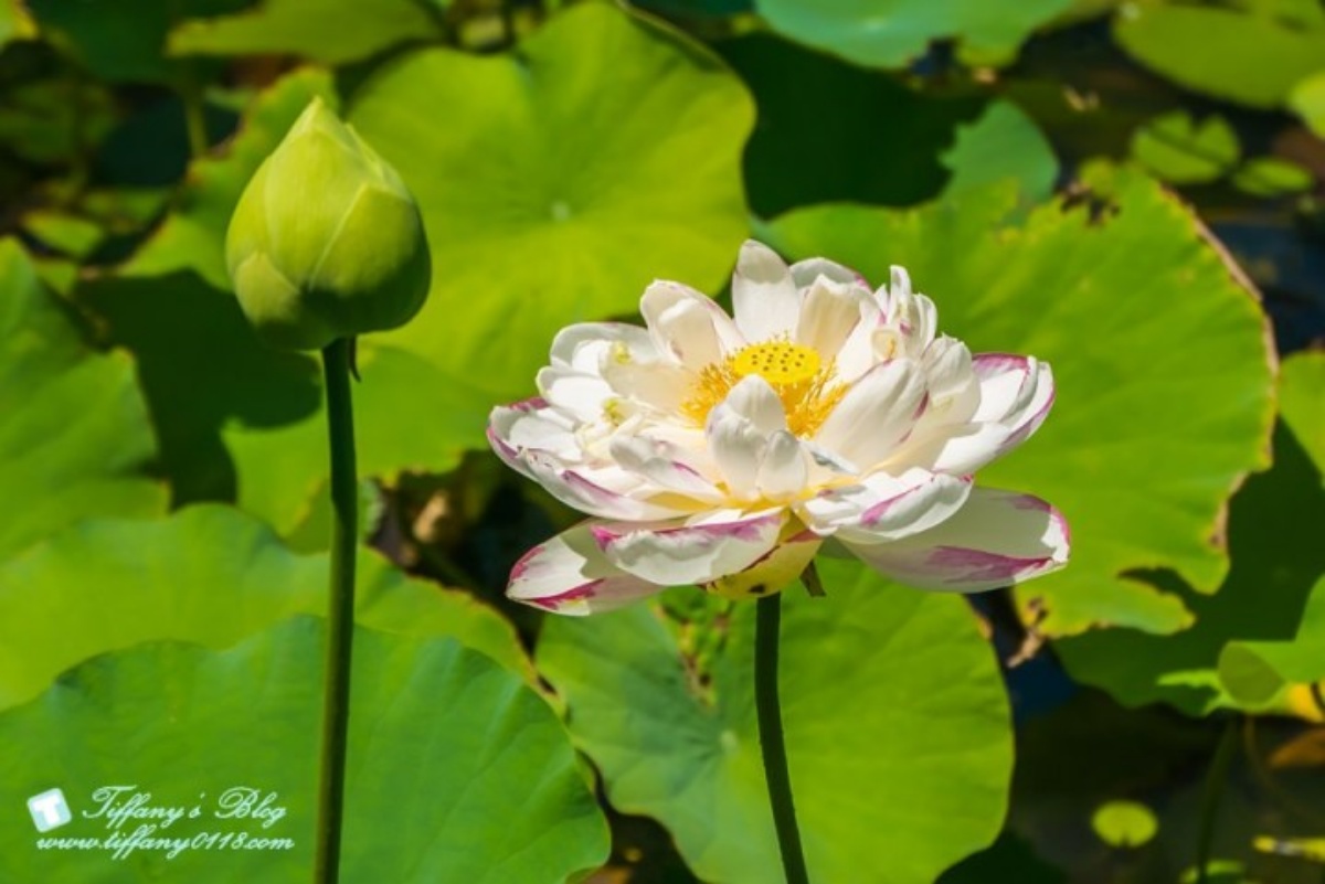 錯過等明年!桃園夏季限定「大王蓮」花季開跑,拍美照100公斤以下都能坐 錯過等明年!桃園夏季限定「大王蓮」花季開跑,拍美照100公斤以下都能坐