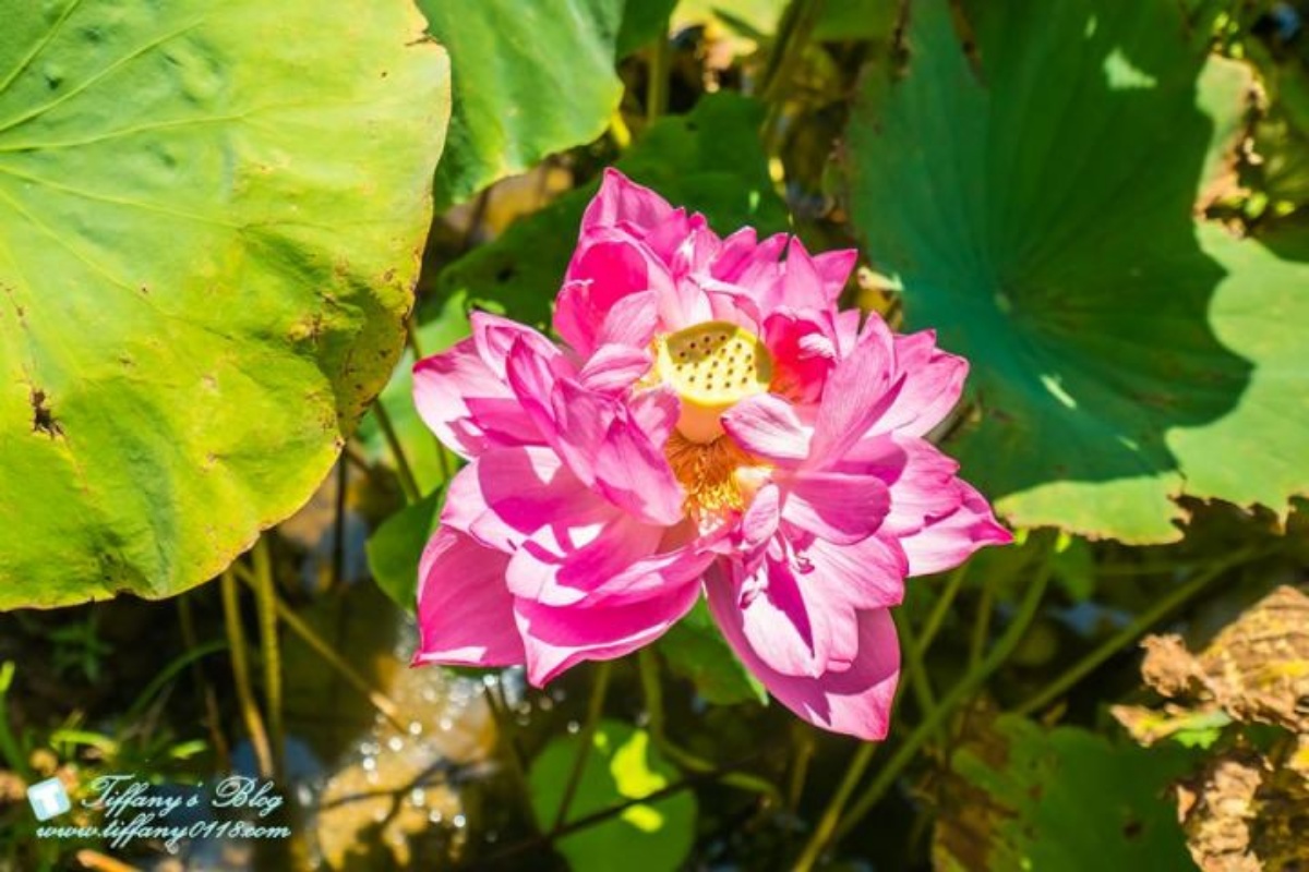 錯過等明年!桃園夏季限定「大王蓮」花季開跑,拍美照100公斤以下都能坐 錯過等明年!桃園夏季限定「大王蓮」花季開跑,拍美照100公斤以下都能坐