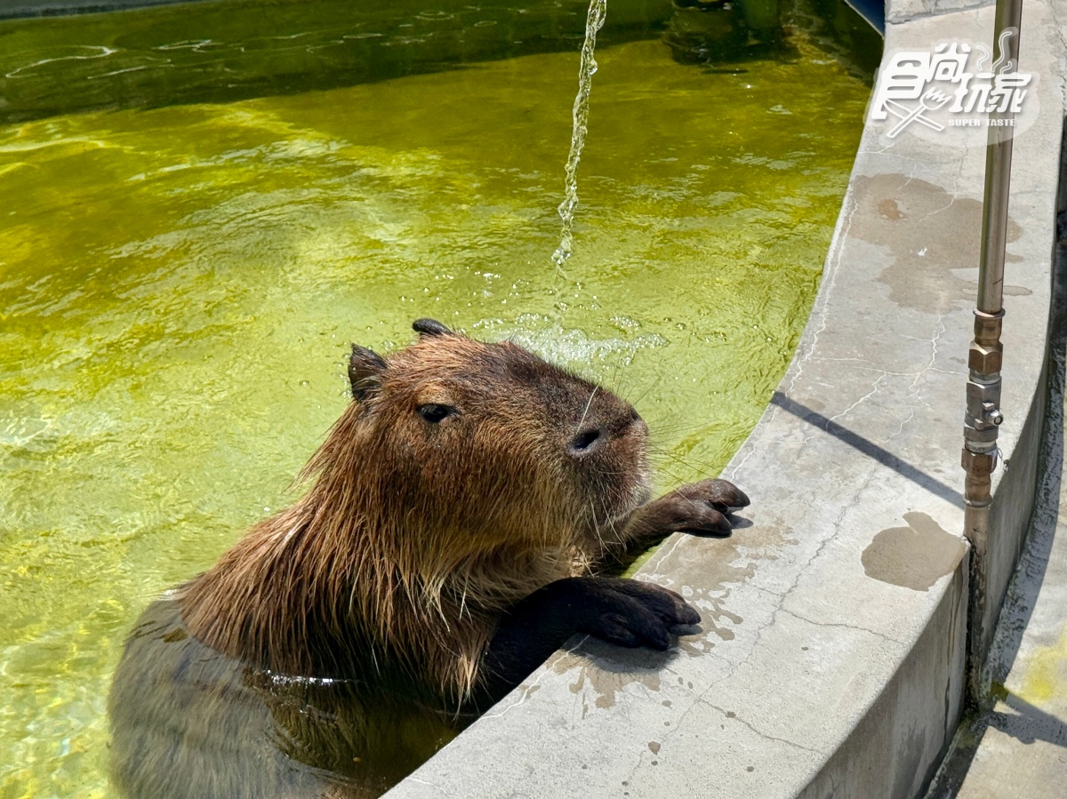 宜蘭全新「卡比巴拉」主題滑索!跨湖欣賞絕美日式庭園,餵食呆萌水豚超療癒 宜蘭全新「卡比巴拉」主題滑索!跨湖欣賞絕美日式庭園,餵食呆萌水豚超療癒