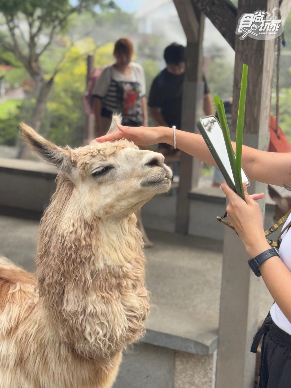 宜蘭全新「卡比巴拉」主題滑索!跨湖欣賞絕美日式庭園,餵食呆萌水豚超療癒 宜蘭全新「卡比巴拉」主題滑索!跨湖欣賞絕美日式庭園,餵食呆萌水豚超療癒