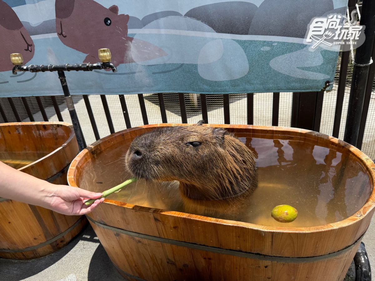 宜蘭全新「卡比巴拉」主題滑索!跨湖欣賞絕美日式庭園,餵食呆萌水豚超療癒 宜蘭全新「卡比巴拉」主題滑索!跨湖欣賞絕美日式庭園,餵食呆萌水豚超療癒