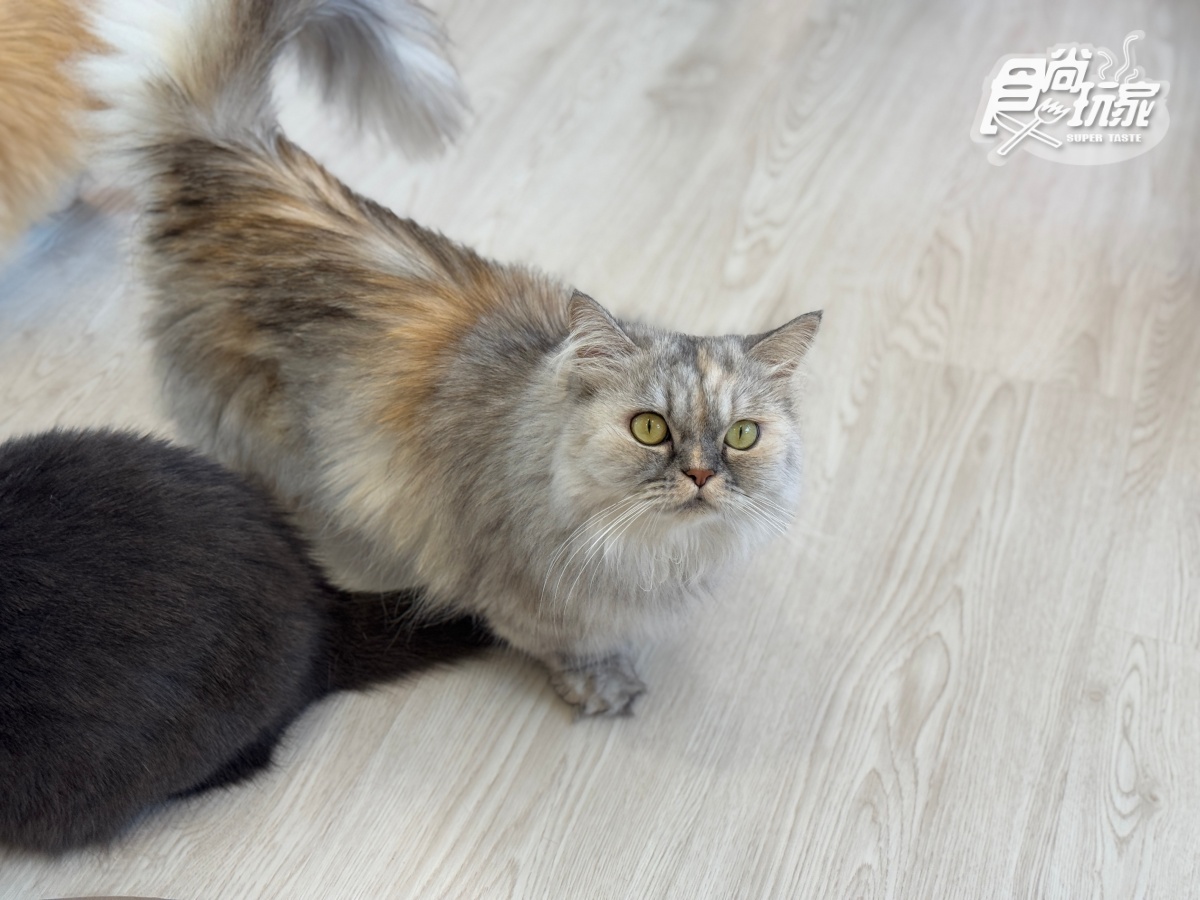 宜蘭全新「卡比巴拉」主題滑索!跨湖欣賞絕美日式庭園,餵食呆萌水豚超療癒 宜蘭全新「卡比巴拉」主題滑索!跨湖欣賞絕美日式庭園,餵食呆萌水豚超療癒