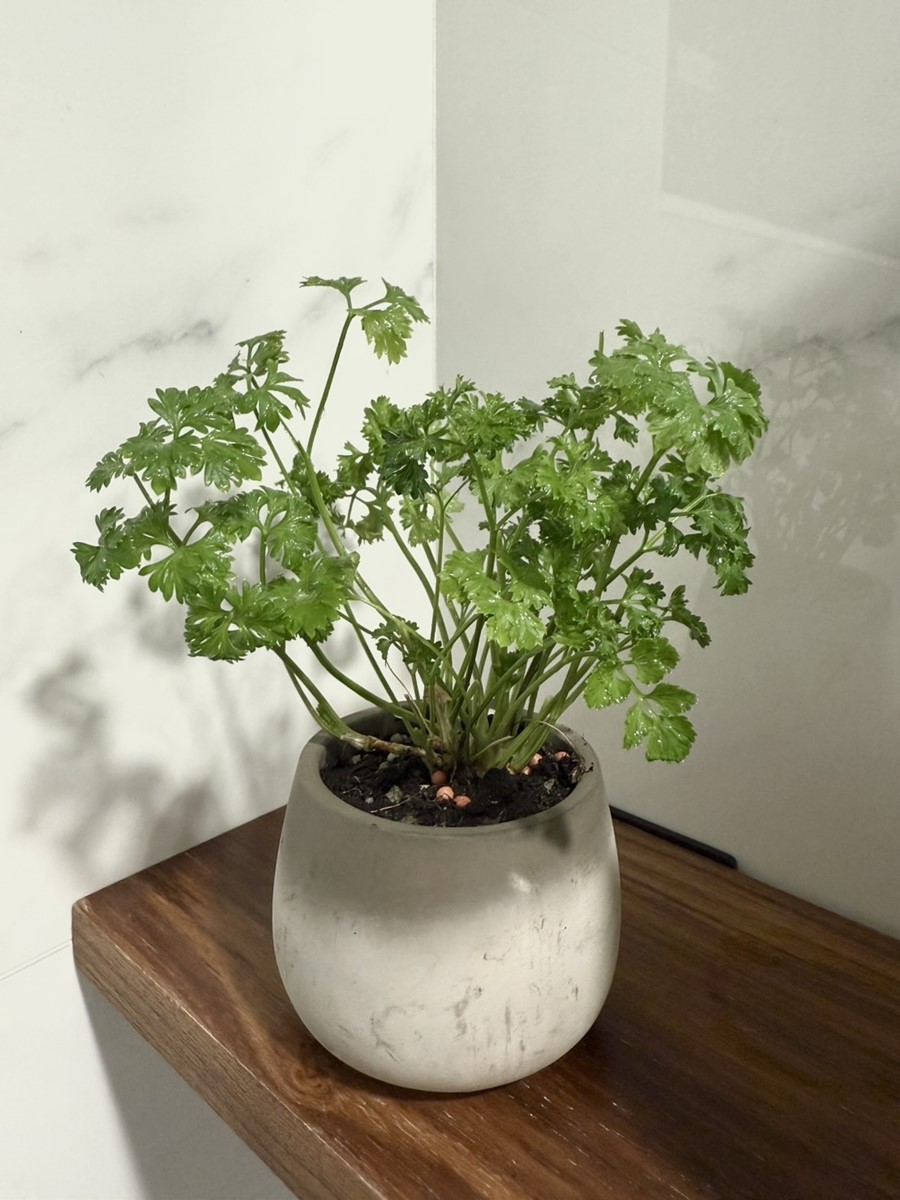 香菜控出動!高雄「蔬食市集」快閃2天免費逛,超過60家美食、特色小物可逛 香菜控出動!高雄「蔬食市集」快閃2天免費逛,超過60家美食、特色小物可逛