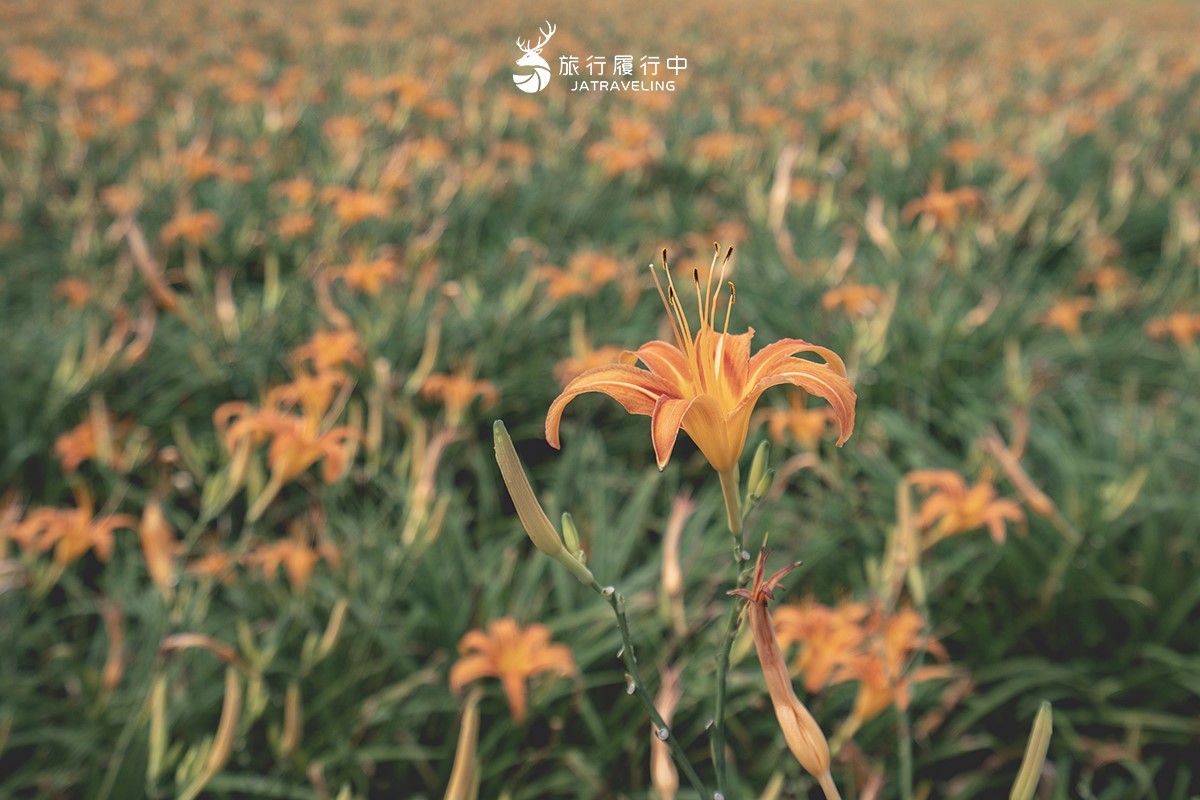 80公頃「黃金花海」免費拍!2025花蓮金針花季開跑,花況、即時影像一次看 80公頃「黃金花海」免費拍!2025花蓮金針花季開跑,花況、即時影像一次看