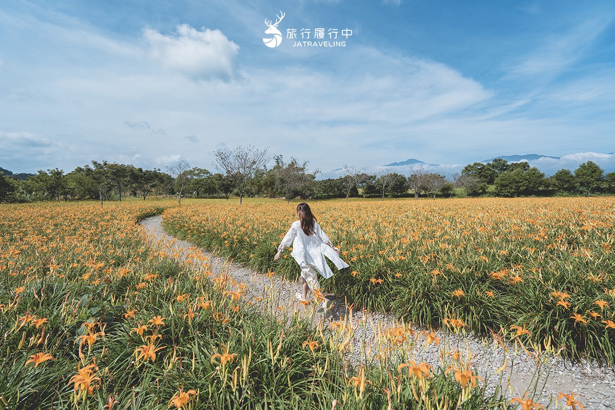 80公頃「黃金花海」免費拍!2025花蓮金針花季開跑,花況、即時影像一次看 80公頃「黃金花海」免費拍!2025花蓮金針花季開跑,花況、即時影像一次看