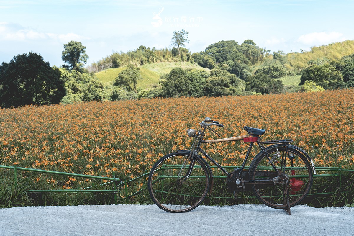 80公頃「黃金花海」免費拍!2025花蓮金針花季開跑,花況、即時影像一次看 80公頃「黃金花海」免費拍!2025花蓮金針花季開跑,花況、即時影像一次看