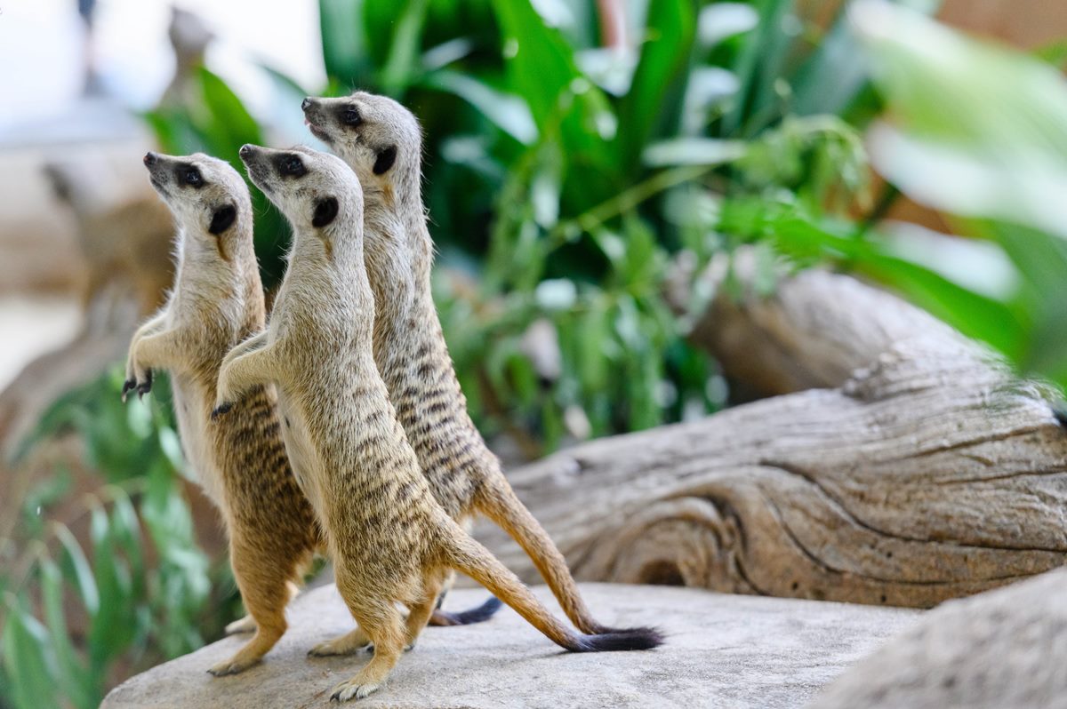 2025香港海洋公園全攻略!門票優惠、必玩設施一次收,近距離看熊貓+狐獴(中獎公布) 2025香港海洋公園全攻略!門票優惠、必玩設施一次收,近距離看熊貓+狐獴(中獎公布)