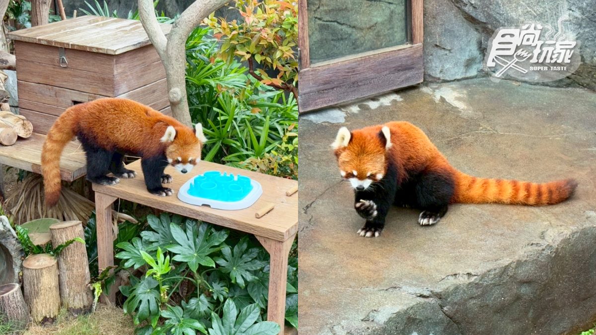 2025香港海洋公園全攻略!門票優惠、必玩設施一次收,近距離看熊貓+狐獴(中獎公布) 2025香港海洋公園全攻略!門票優惠、必玩設施一次收,近距離看熊貓+狐獴(中獎公布)