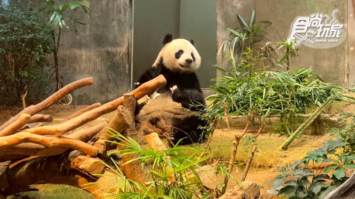 2025香港海洋公園全攻略!門票優惠、必玩設施一次收,近距離看熊貓+狐獴(中獎公布) 2025香港海洋公園全攻略!門票優惠、必玩設施一次收,近距離看熊貓+狐獴(中獎公布)