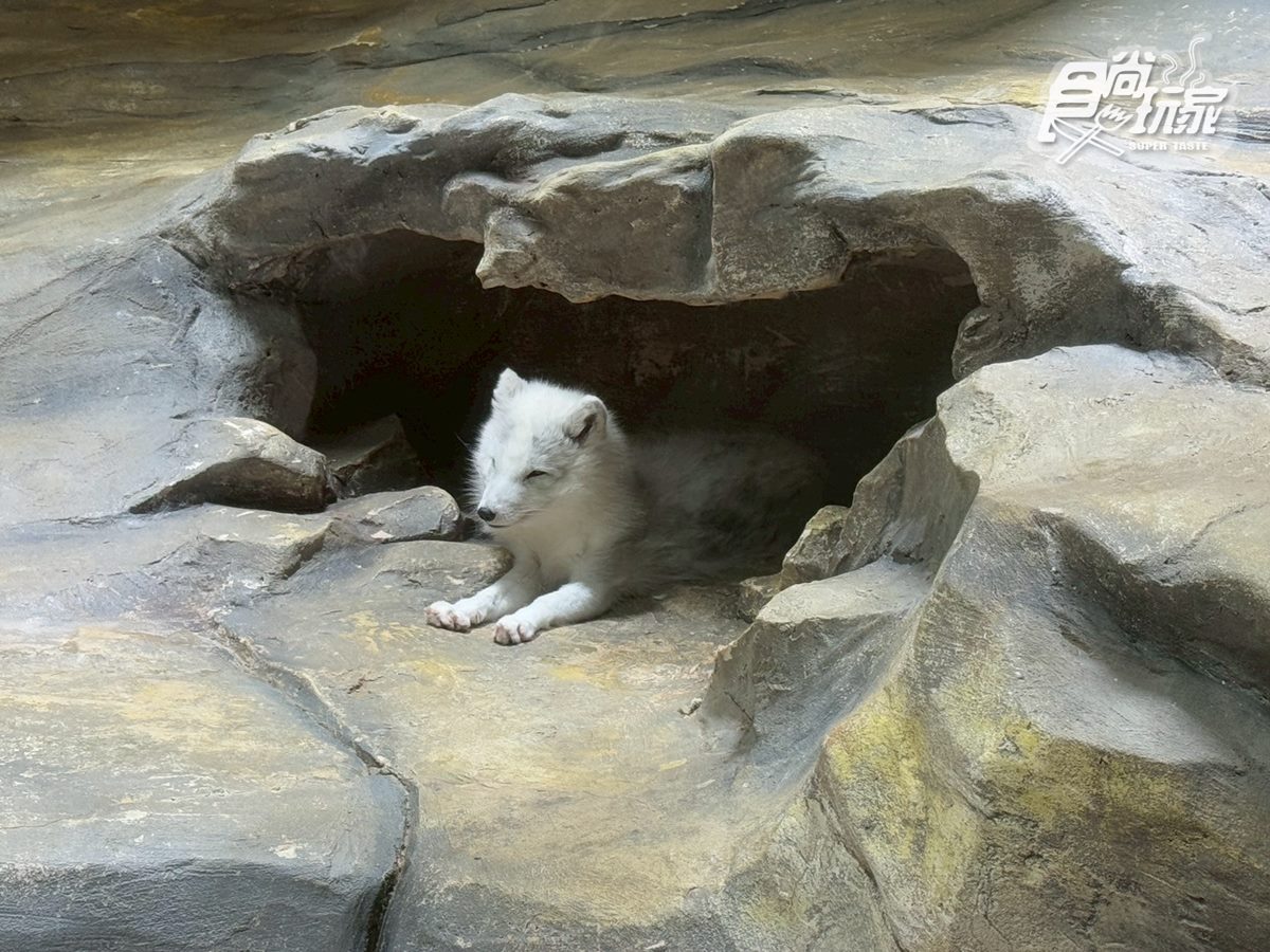 2025香港海洋公園全攻略!門票優惠、必玩設施一次收,近距離看熊貓+狐獴(中獎公布) 2025香港海洋公園全攻略!門票優惠、必玩設施一次收,近距離看熊貓+狐獴(中獎公布)