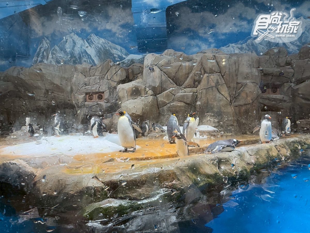 2025香港海洋公園全攻略!門票優惠、必玩設施一次收,近距離看熊貓+狐獴(中獎公布) 2025香港海洋公園全攻略!門票優惠、必玩設施一次收,近距離看熊貓+狐獴(中獎公布)