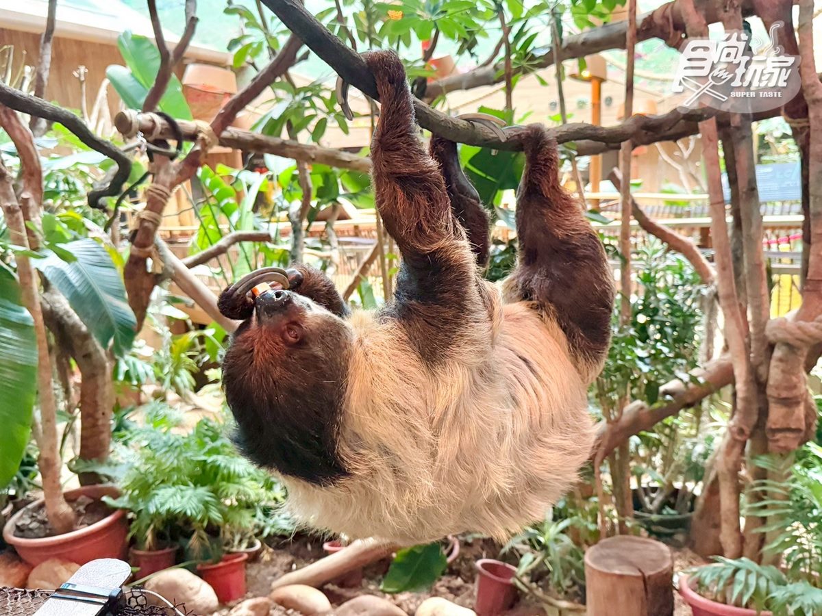 2025香港海洋公園全攻略!門票優惠、必玩設施一次收,近距離看熊貓+狐獴(中獎公布) 2025香港海洋公園全攻略!門票優惠、必玩設施一次收,近距離看熊貓+狐獴(中獎公布)