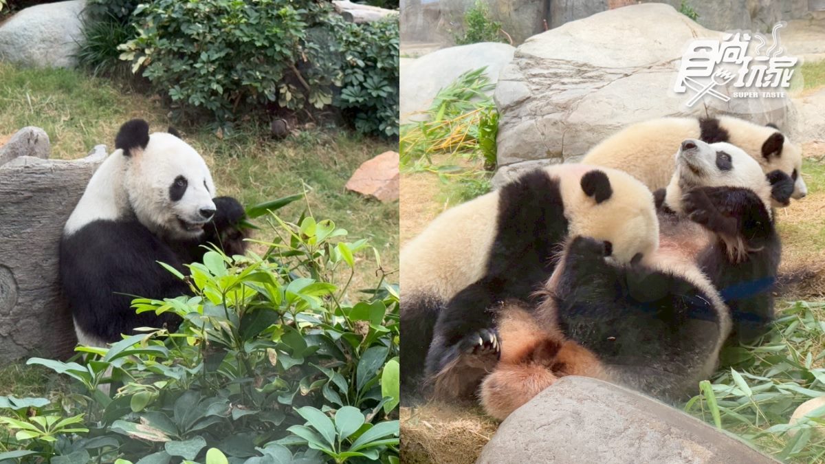 2025香港海洋公園全攻略!門票優惠、必玩設施一次收,近距離看熊貓+狐獴(中獎公布) 2025香港海洋公園全攻略!門票優惠、必玩設施一次收,近距離看熊貓+狐獴(中獎公布)