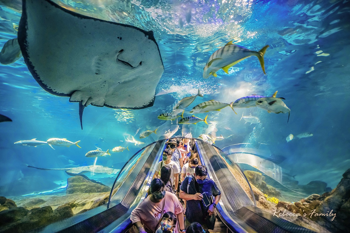 花蓮遠雄海洋公園這樣玩!遊樂設施、海豚表演、夜宿體驗,門票/住宿全攻略 花蓮遠雄海洋公園這樣玩!遊樂設施、海豚表演、夜宿體驗,門票/住宿全攻略