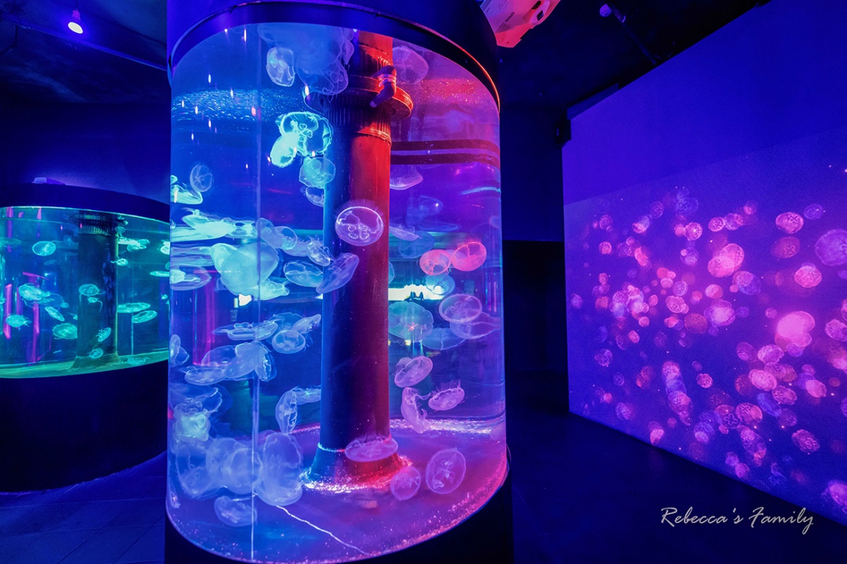 花蓮遠雄海洋公園這樣玩!遊樂設施、海豚表演、夜宿體驗,門票/住宿全攻略 花蓮遠雄海洋公園這樣玩!遊樂設施、海豚表演、夜宿體驗,門票/住宿全攻略