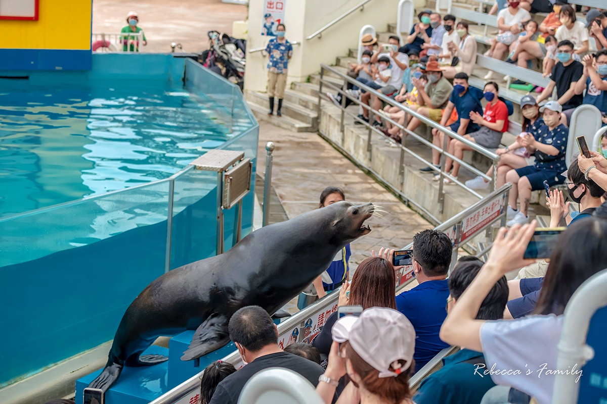 花蓮遠雄海洋公園這樣玩!遊樂設施、海豚表演、夜宿體驗,門票/住宿全攻略 花蓮遠雄海洋公園這樣玩!遊樂設施、海豚表演、夜宿體驗,門票/住宿全攻略
