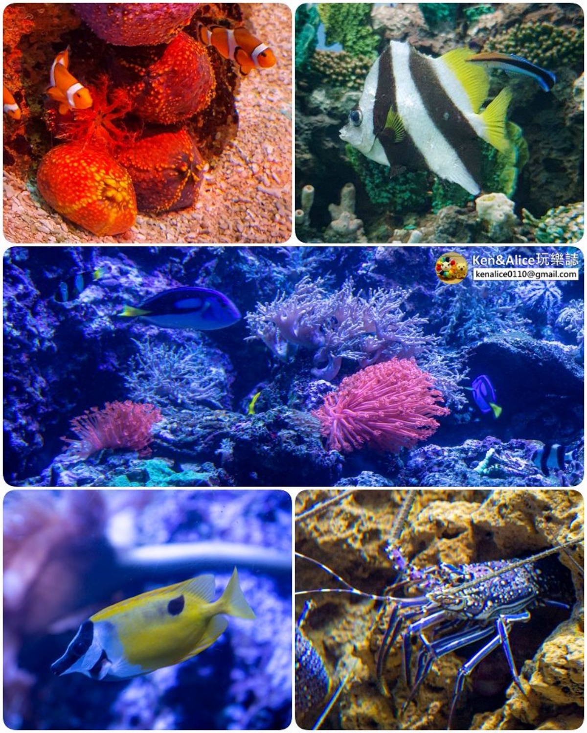 花蓮遠雄海洋公園這樣玩!遊樂設施、海豚表演、夜宿體驗,門票/住宿全攻略 花蓮遠雄海洋公園這樣玩!遊樂設施、海豚表演、夜宿體驗,門票/住宿全攻略