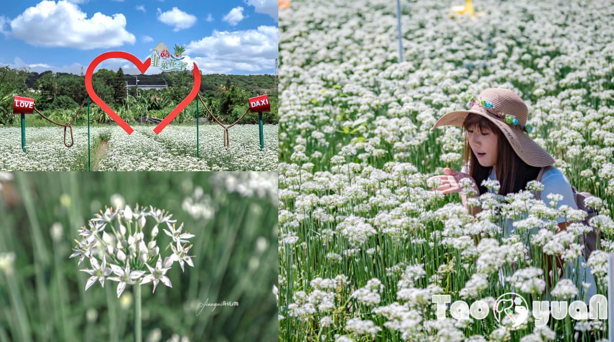 仙氣爆棚「九月雪」免費拍！2025桃園韭菜花節開跑：花況、花季資訊一次看