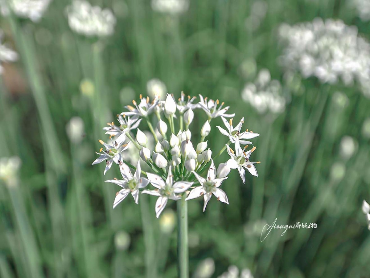 仙氣爆棚「九月雪」免費拍!2025桃園韭菜花節開跑:花況、花季資訊一次看 仙氣爆棚「九月雪」免費拍!2025桃園韭菜花節開跑:花況、花季資訊一次看