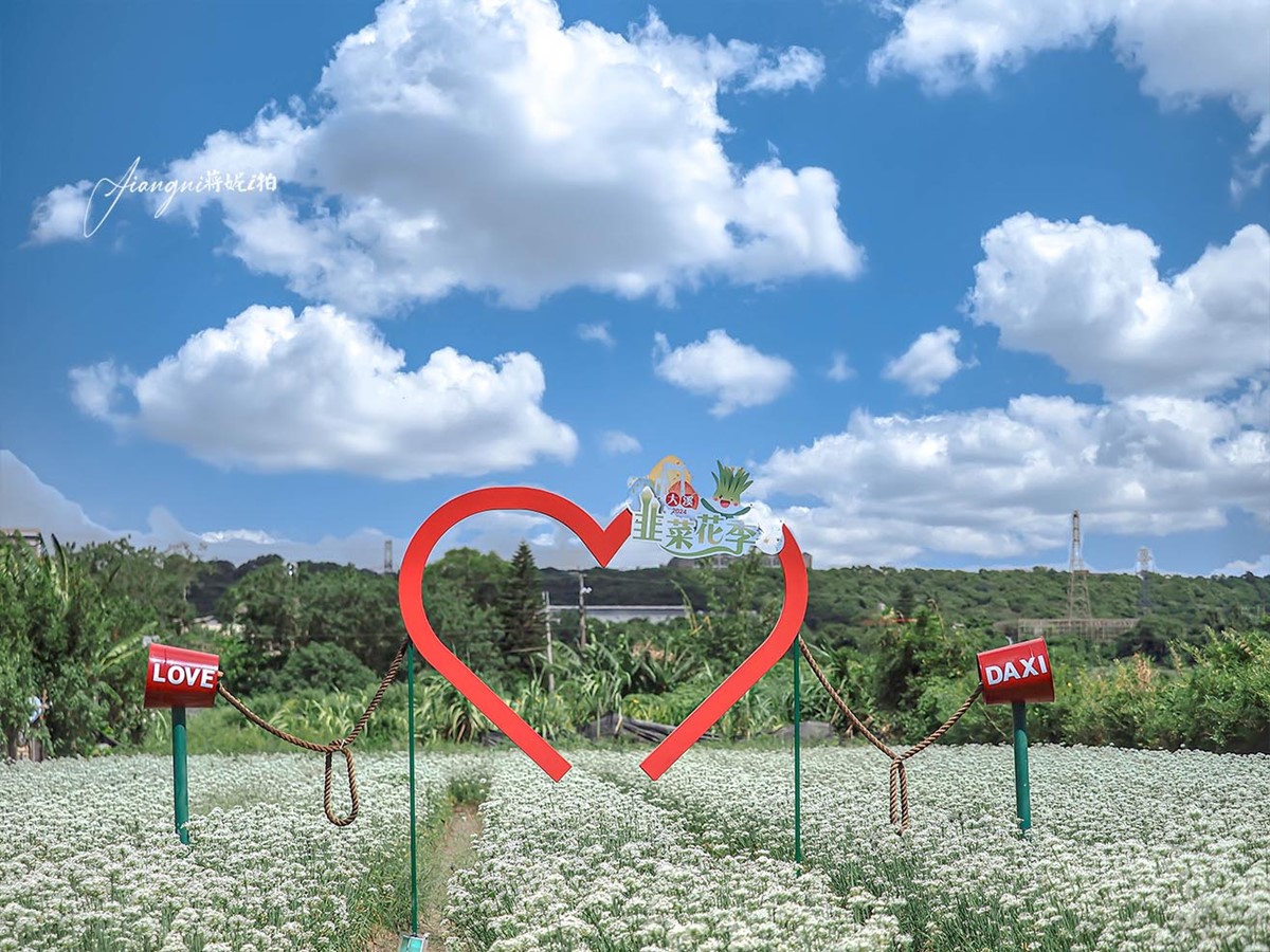 仙氣爆棚「九月雪」免費拍!2025桃園韭菜花節開跑:花況、花季資訊一次看 仙氣爆棚「九月雪」免費拍!2025桃園韭菜花節開跑:花況、花季資訊一次看