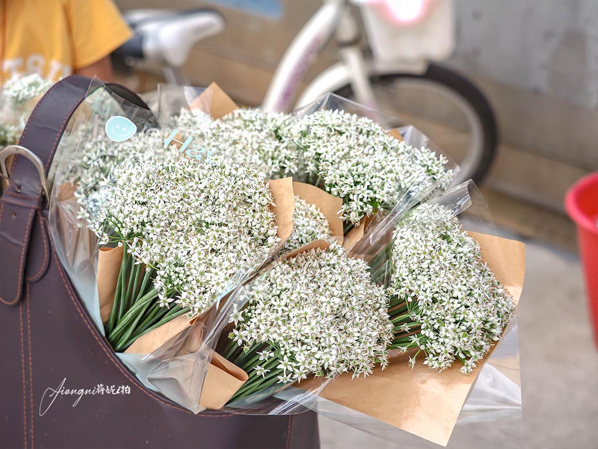 仙氣爆棚「九月雪」免費拍!2025桃園韭菜花節開跑:花況、花季資訊一次看 仙氣爆棚「九月雪」免費拍!2025桃園韭菜花節開跑:花況、花季資訊一次看