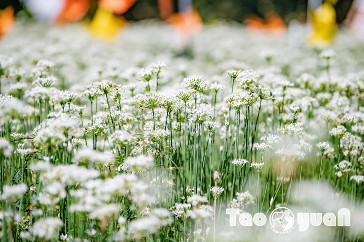仙氣爆棚「九月雪」免費拍!2025桃園韭菜花節開跑:花況、花季資訊一次看 仙氣爆棚「九月雪」免費拍!2025桃園韭菜花節開跑:花況、花季資訊一次看