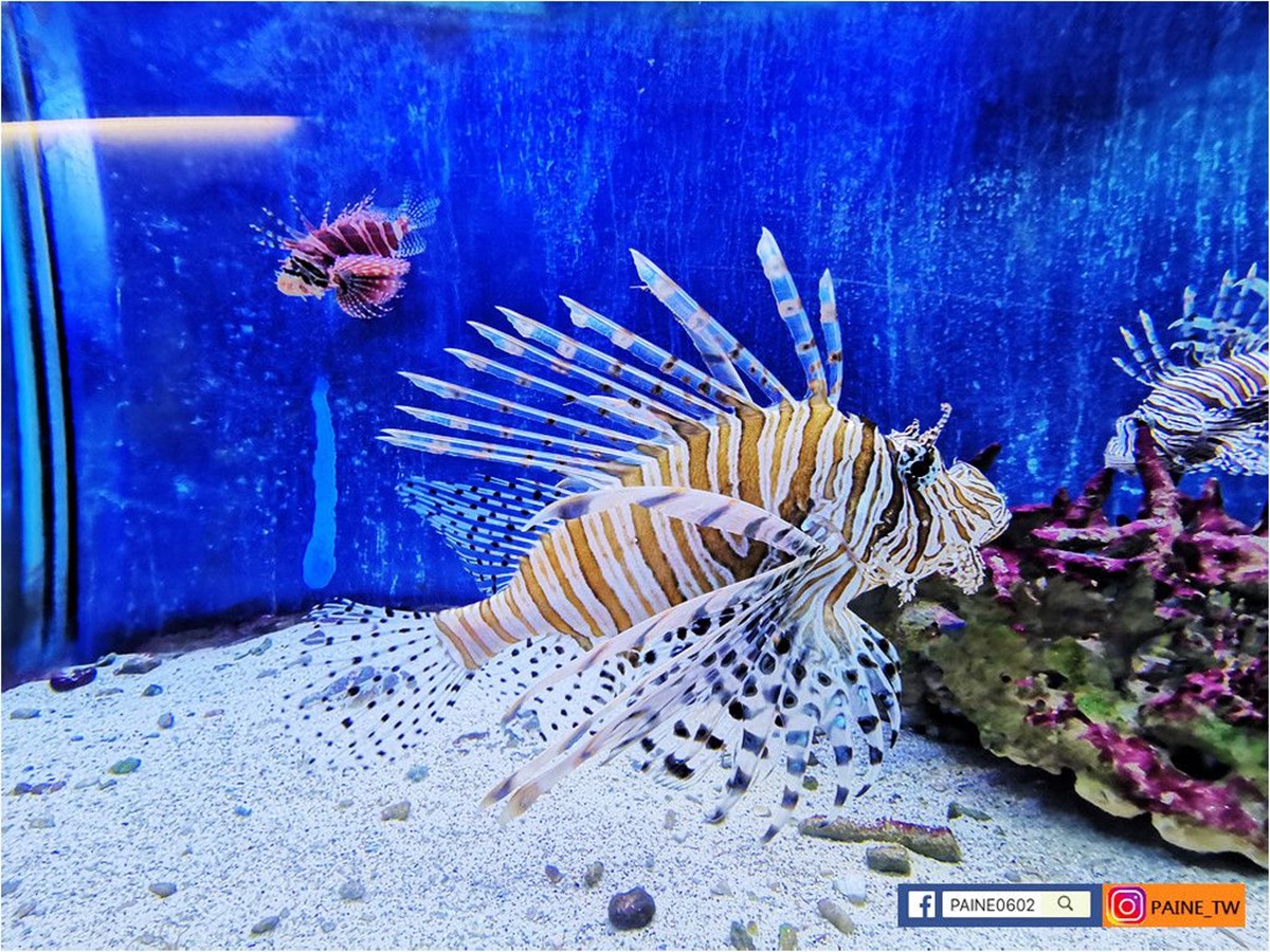 高雄30年「隱藏版水族館」將歇業!展示500種珍稀生物,把握最後機會開逛 高雄30年「隱藏版水族館」將歇業!展示500種珍稀生物,把握最後機會開逛