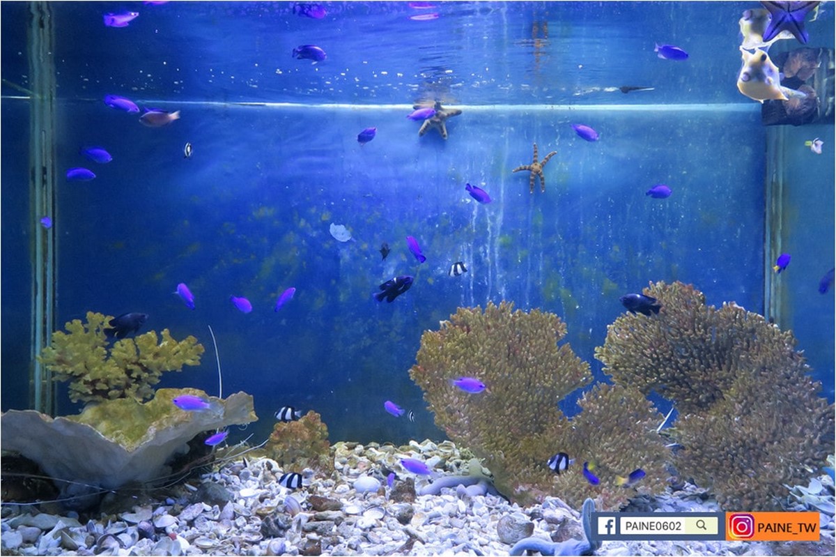 高雄30年「隱藏版水族館」將歇業!展示500種珍稀生物,把握最後機會開逛 高雄30年「隱藏版水族館」將歇業!展示500種珍稀生物,把握最後機會開逛