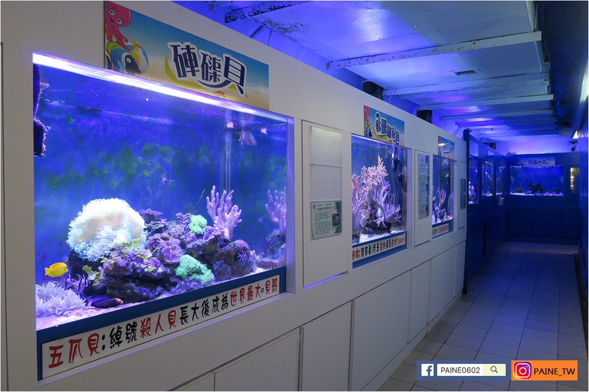 高雄30年「隱藏版水族館」將歇業!展示500種珍稀生物,把握最後機會開逛 高雄30年「隱藏版水族館」將歇業!展示500種珍稀生物,把握最後機會開逛