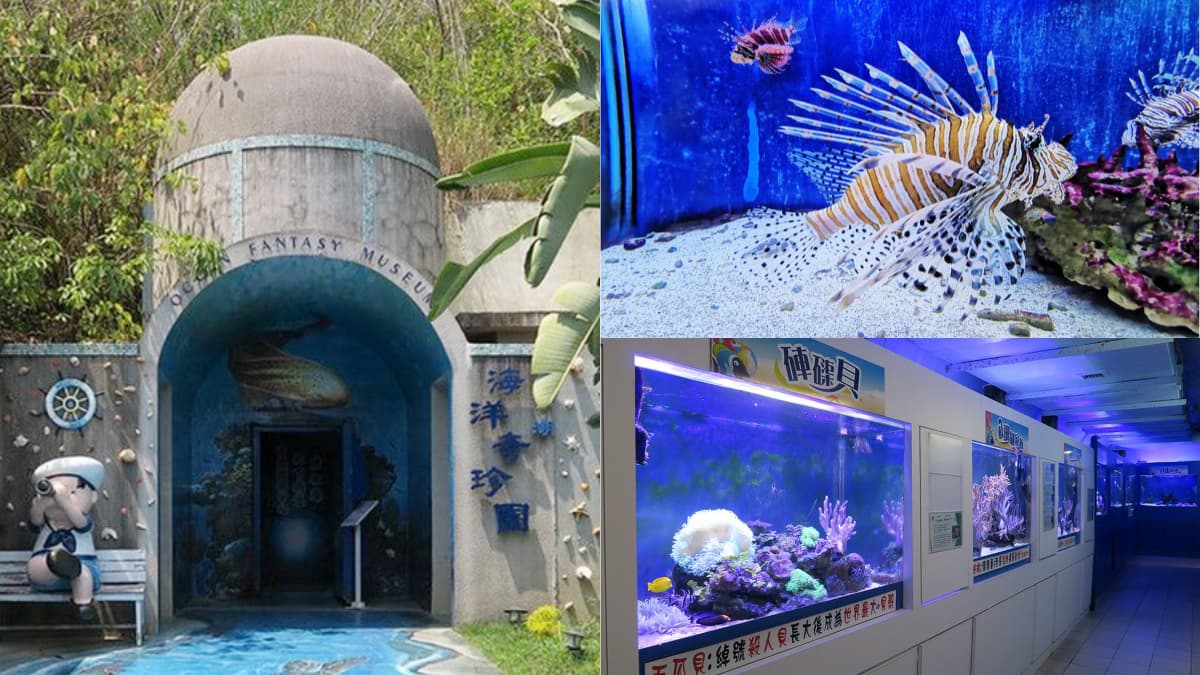 高雄30年「隱藏版水族館」將歇業！展示500種珍稀生物，把握最後機會開逛